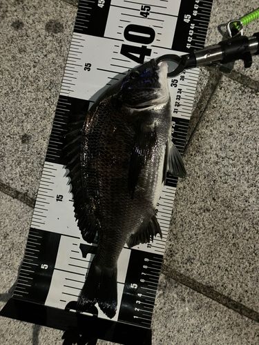 クロダイの釣果