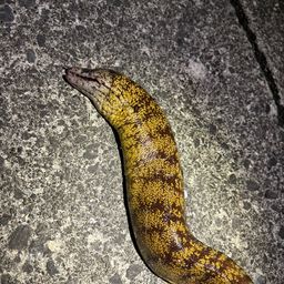 ウツボ