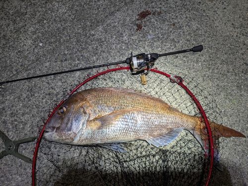 マダイの釣果