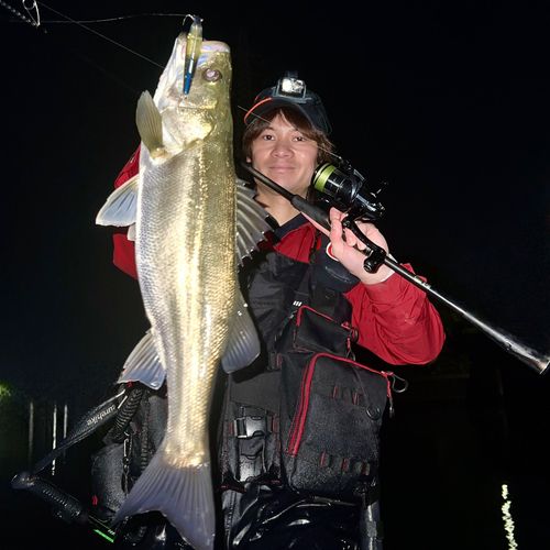 シーバスの釣果