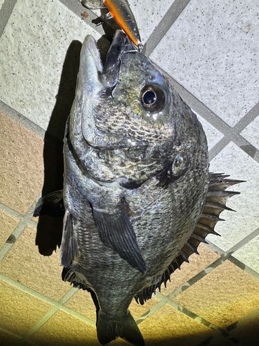 クロダイの釣果