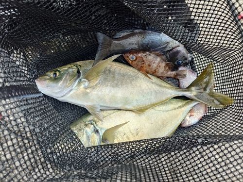 シマアジの釣果