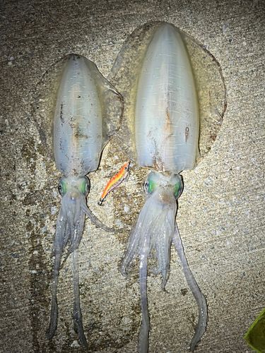 アオリイカの釣果