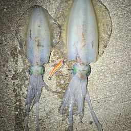 アオリイカ