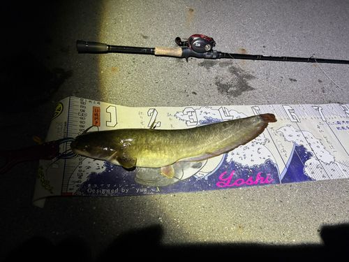 マナマズの釣果