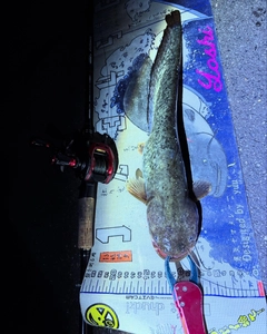 マナマズの釣果