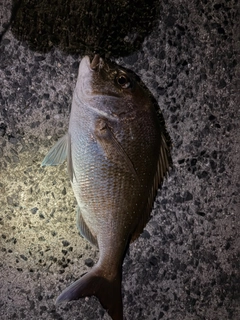 タイの釣果