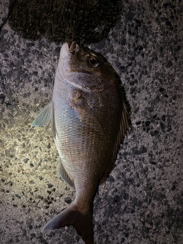 タイの釣果
