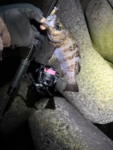 メバルの釣果