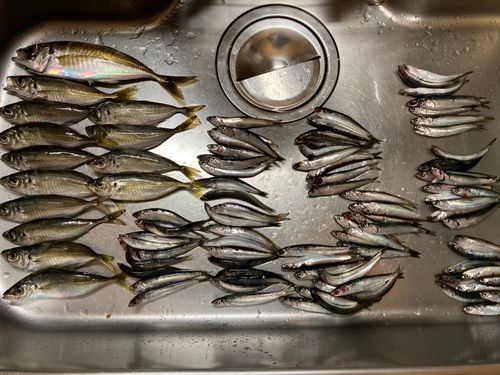 アジの釣果
