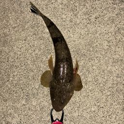 マゴチ