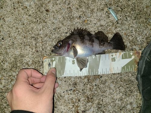 メバルの釣果