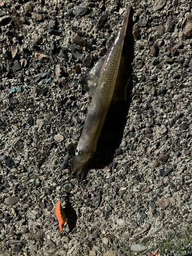 ヤリイカの釣果