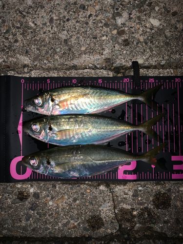 アジの釣果
