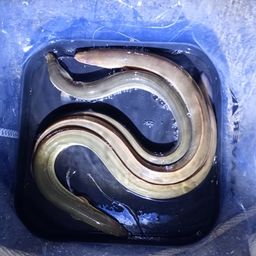 ウナギ