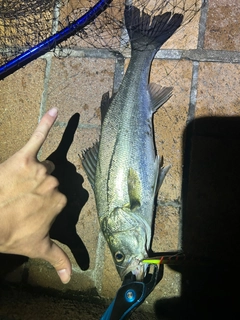 フッコ(マルスズキ)の釣果