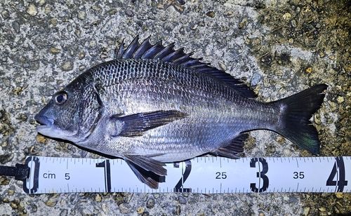 クロダイの釣果