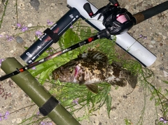 タケノコメバルの釣果