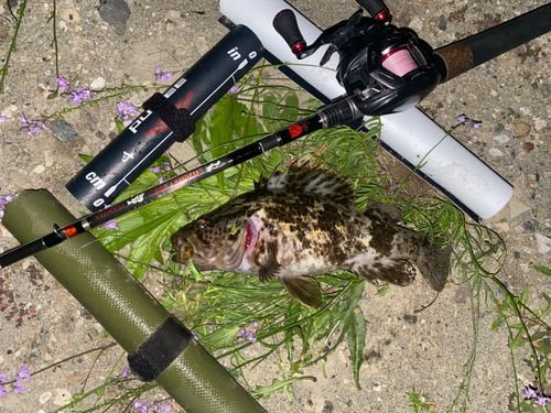 タケノコメバルの釣果