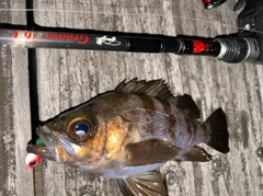 メバルの釣果