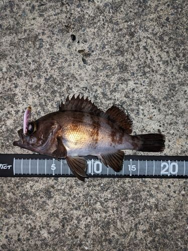 メバルの釣果