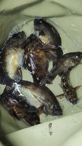 メバルの釣果