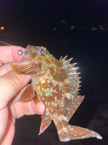 カサゴの釣果