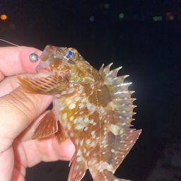 カサゴ