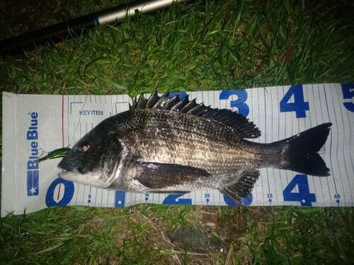 クロダイの釣果