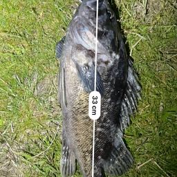 クロソイ