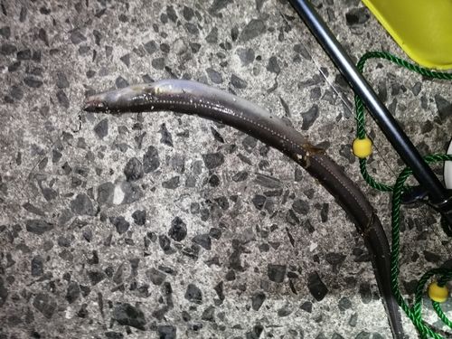 アナゴの釣果