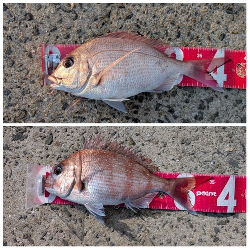 マダイの釣果