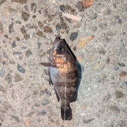 メバル