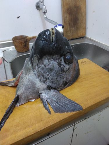 イシダイの釣果