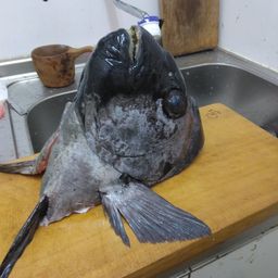 イシダイ