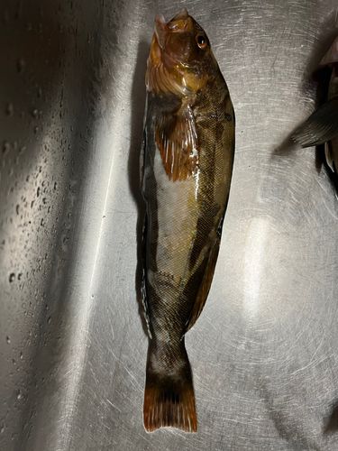 アイナメの釣果