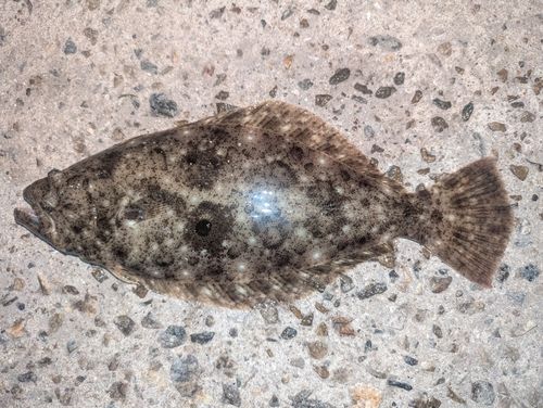 ヒラメの釣果
