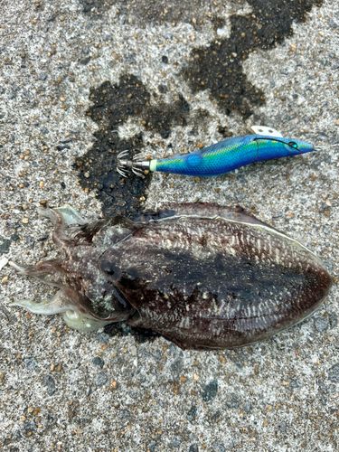 コウイカの釣果