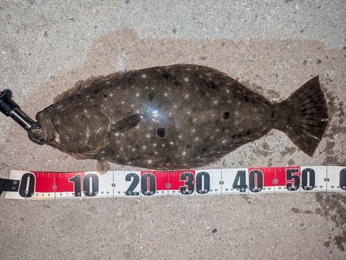 ヒラメの釣果
