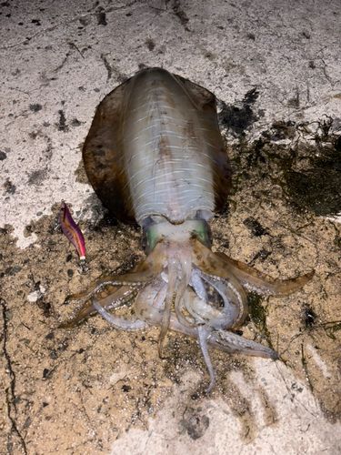 アオリイカの釣果