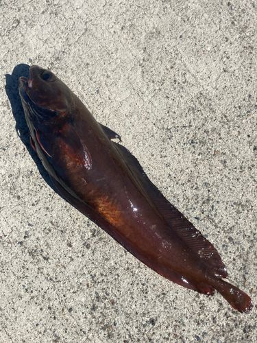 エゾイソアイナメの釣果