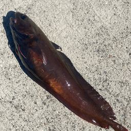 エゾイソアイナメ