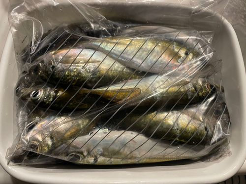 マアジの釣果