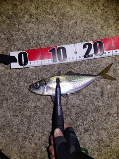 マアジの釣果