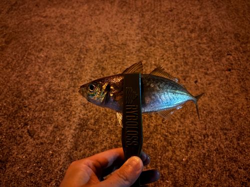 マアジの釣果