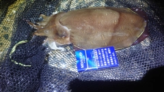 モンゴウイカの釣果