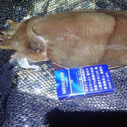 モンゴウイカ