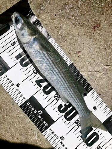 ボラの釣果