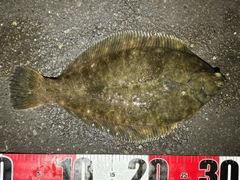 クロガシラガレイの釣果