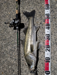 マルスズキの釣果